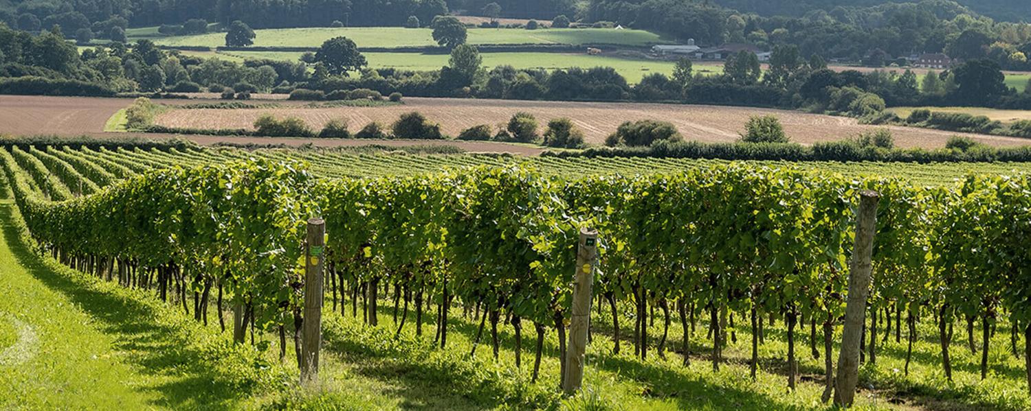 Nyetimber Wine Estate